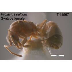 Ant specimen, female, lateral view.