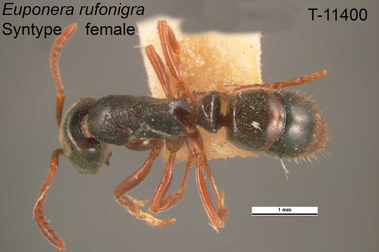 Ant specimen, female, dorsal view.