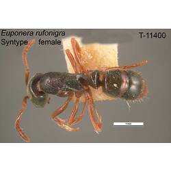 Ant specimen, female, dorsal view.