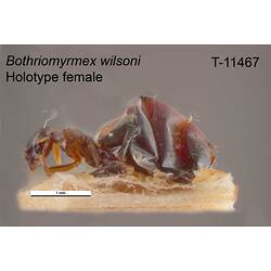 Ant specimen, female, lateral view.