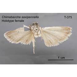 Moth specimen, female, ventral view.