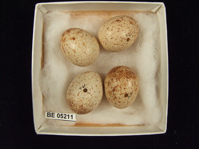 Four bird eggs with specimen label in box.