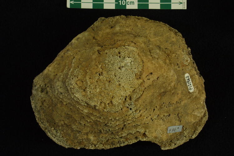 Piece of fossil coral with concentrically arranged layers.