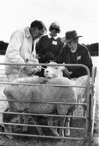 Three people inspecting sheep behind gate.