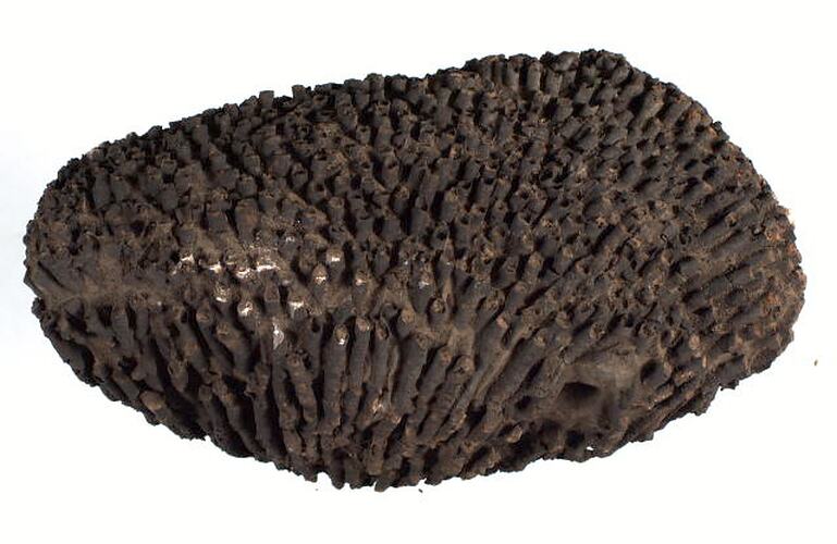 <em>Lithostrotion irregulare</em>, fossil coral.  Registration no. P 115718.