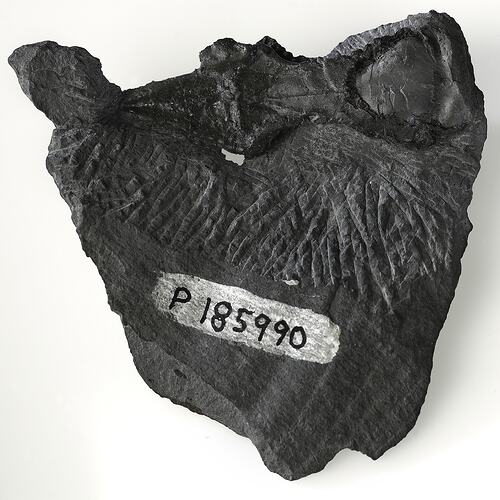 Fossil dinosaur skull with hand written registration number.