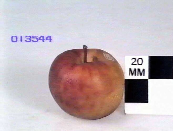 Apple Model, Northern Spy