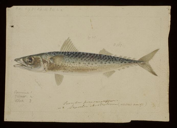 Blue Mackerel, Scomber australasicus. Drawing