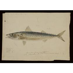 Blue Mackerel, Scomber australasicus. Drawing