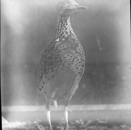 Lantern Slide - Plain Wanderer, Australia, Date Unknown. [BA 1175]