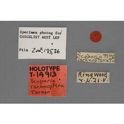 Entomology type specimen labels.