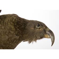 <em>Nestor notabilis</em>, Kea, mount.  Registration no. 55748.