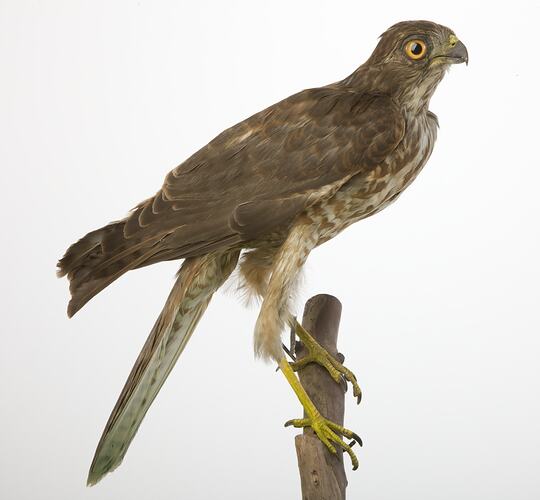 Taxidermied raptor mounted on branch.