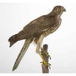 Taxidermied raptor mounted on branch.