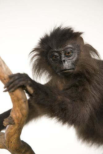 Silverd Leaf Monkey specimen, detail of face.