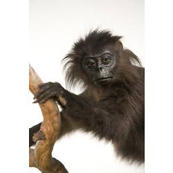 Silverd Leaf Monkey specimen, detail of face.