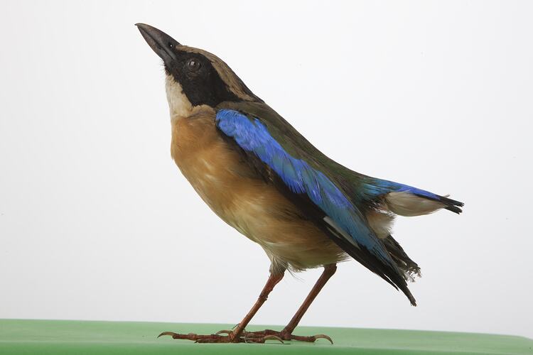 Side view of bird specimen with brown belly, blue wings and black stripe on face.