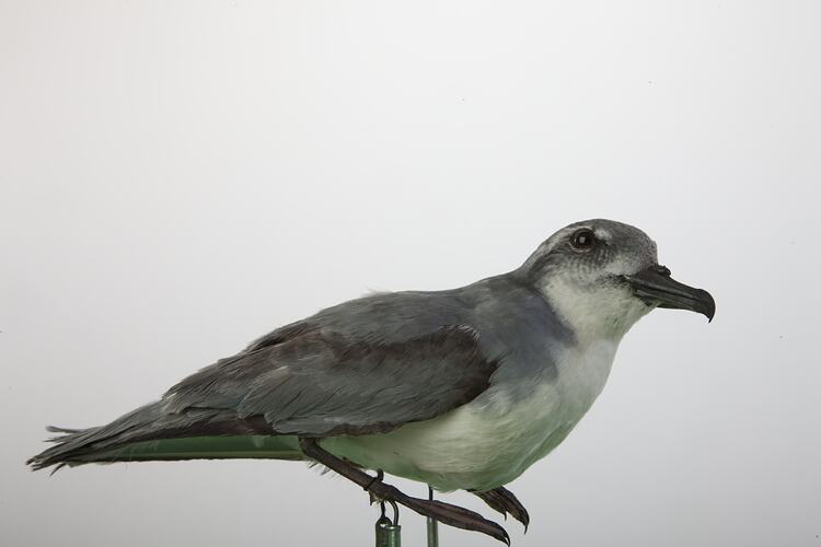 <em>Pachyptila desolata</em>, Antarctic Prion, mount.  Registration no. B 2897.