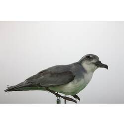 <em>Pachyptila desolata</em>, Antarctic Prion, mount.  Registration no. B 2897.