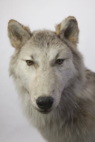 Face of taxidermied wolf specimen.