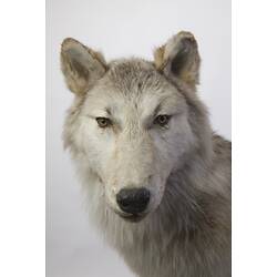 Face of taxidermied wolf specimen.