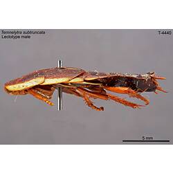 Cockroach specimen, lateral view.
