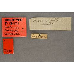 Handwritten specimen labels.
