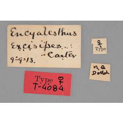 Entomology type specimen labels.