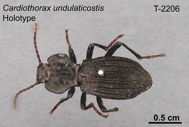 Beetle specimen, dorsal view.