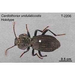 Beetle specimen, dorsal view.