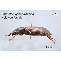 Beetle specimen, female, lateral view.