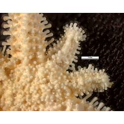 Detail of dorsal surface of seastar specimen showing regenerating arms.