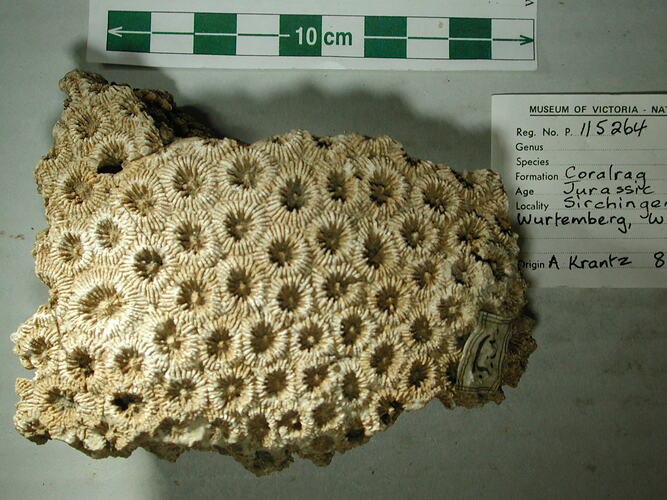 <em>Astrea cavernosa</em>, fossil coral.  Registration no. P 115264.