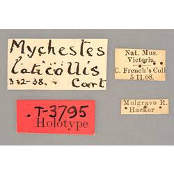Entomology type specimen labels.