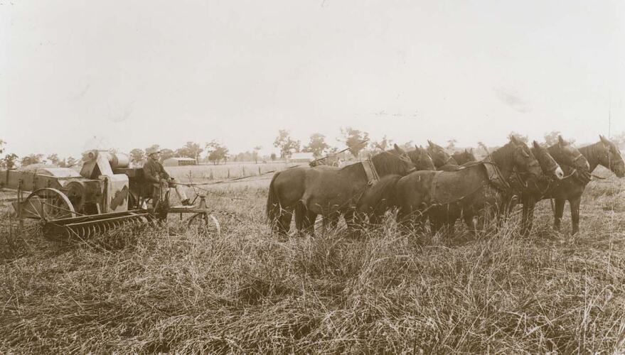 Man operating a header being pulled by a team of 8 horses.
