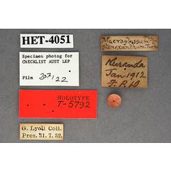 Entomology type specimen labels.