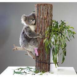 Koala climbing tree trunk.