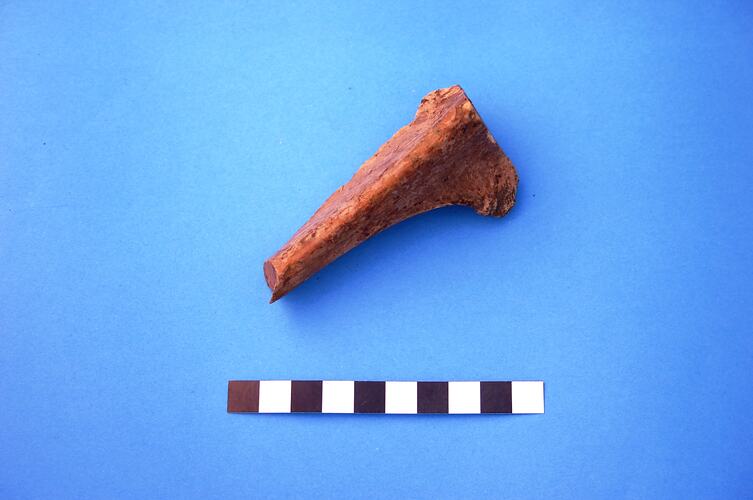 Animal Bone - Cattle, Ulna, Organic