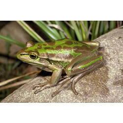A Green and Golden Bell Frog on a rock.