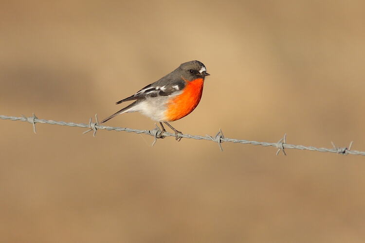 A male Flame Robin perched on a barb-wire fence.