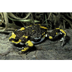 A Dendy's Toadlet with yellow and white markings, on a log.