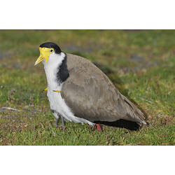 A Masked Lapwing standing on grass.