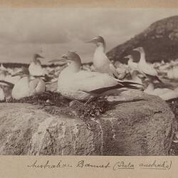 Photograph - Australian Gannet (Sula australis), Furneaux Group, Bass Strait, 1893