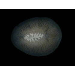 Family Stylochidae, flatworm. Portsea Pier, Victoria. [F 172820]