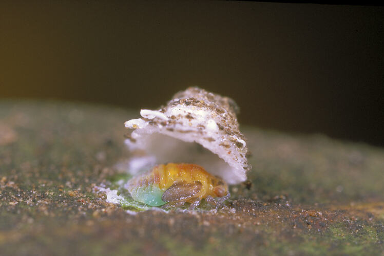 A Sugar Lerp on a leaf.