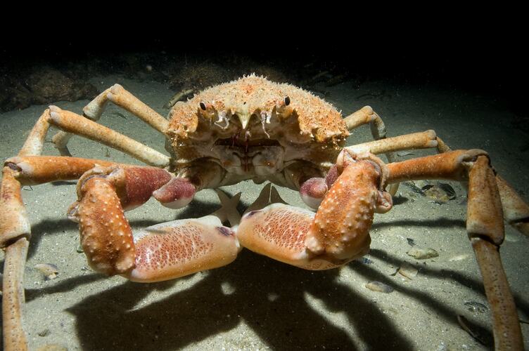 Giant Spider Crab at night in a pool of light on a sandy sea bottom.