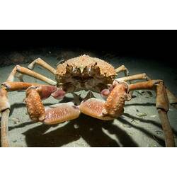 <em>Leptomithrax gaimardii</em> (Milne Edwards, 1834), Giant Spider Crab
