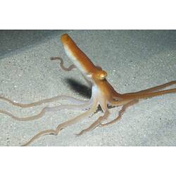 Orange Southern Sand Octopus erect from sandy sea bottom.