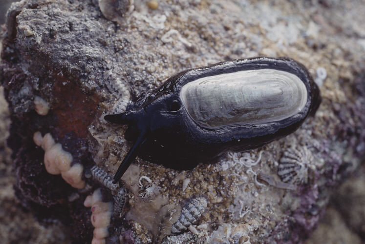 An Elephant Snail on a rock.