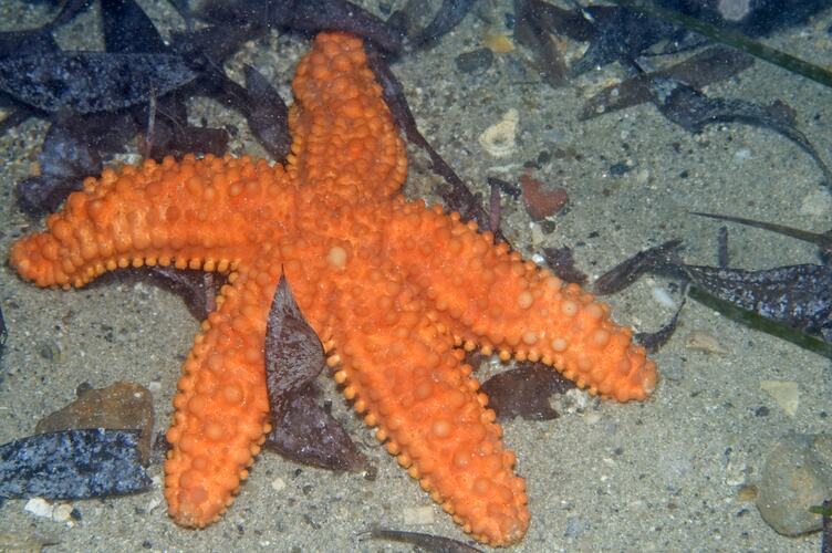 A bright orange Five-armed Seastar on sand.
